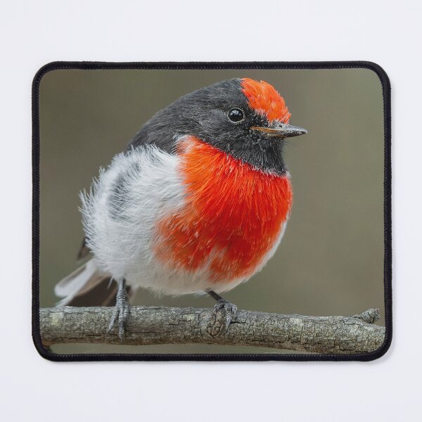 Item preview, Male Red Capped Robin designed and sold by Nick Vertsonis.