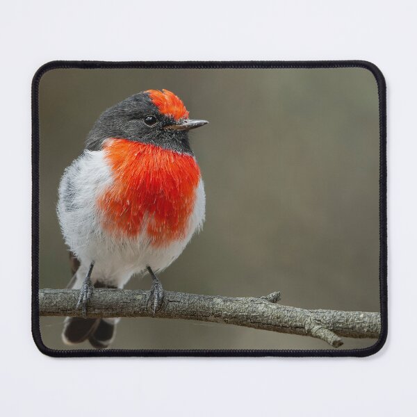 Item preview, Male Red Capped Robin designed and sold by Nick Vertsonis.