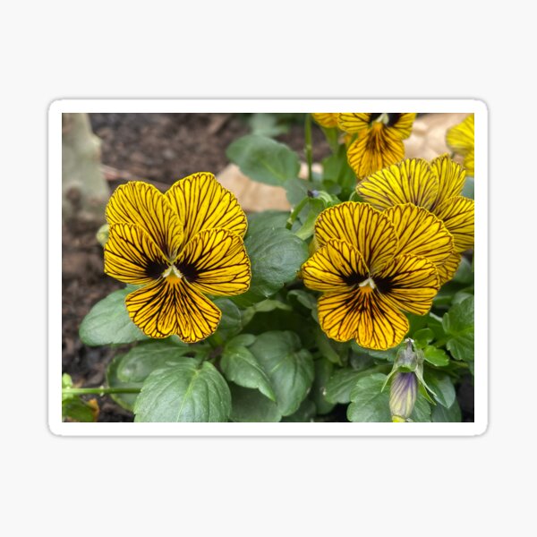Item preview, Yellow striped pansies designed and sold by greentiger1.