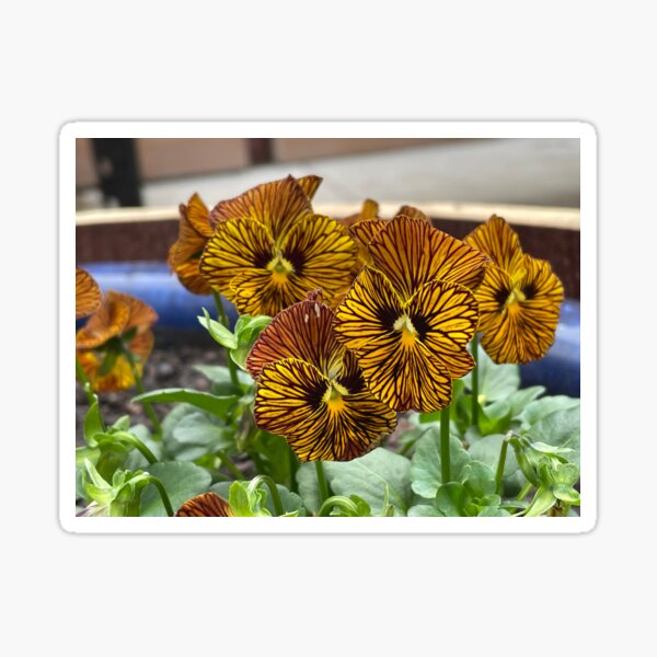 Item preview, Dark striped pansies designed and sold by greentiger1.