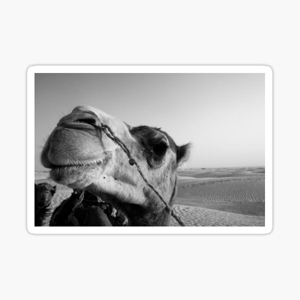 Item preview, Camel  designed and sold by RMSphoto.