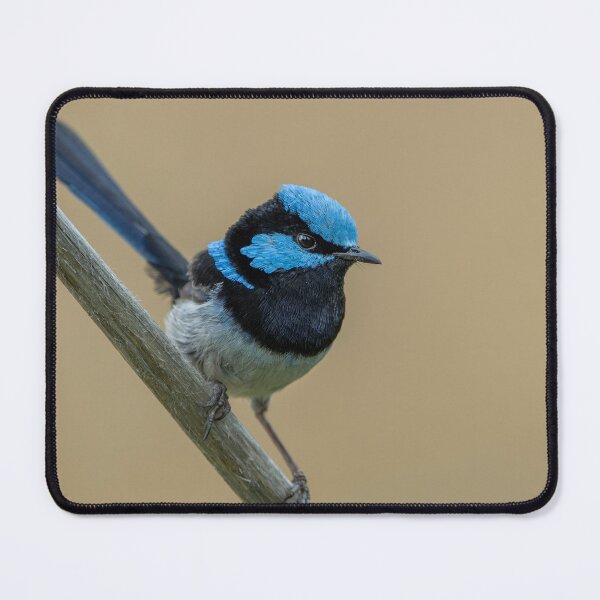 Item preview, Male Superb Fairywren designed and sold by Nick Vertsonis.