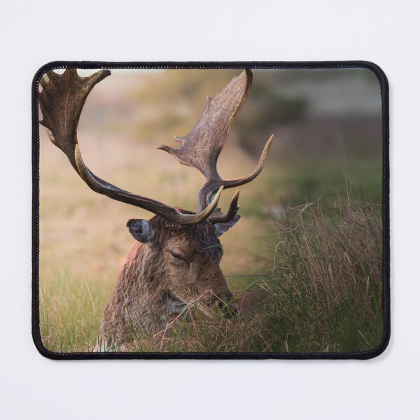 Item preview, Deer sleeping fallow deer on Norderney designed and sold by P.J 's Wildframes.
