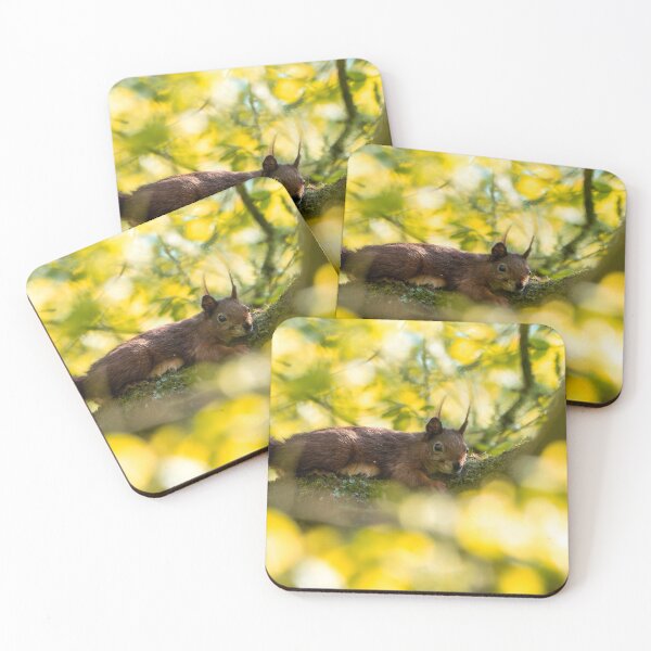 Item preview, Squirrel in the summer light - nature photography designed and sold by P.J 's Wildframes.