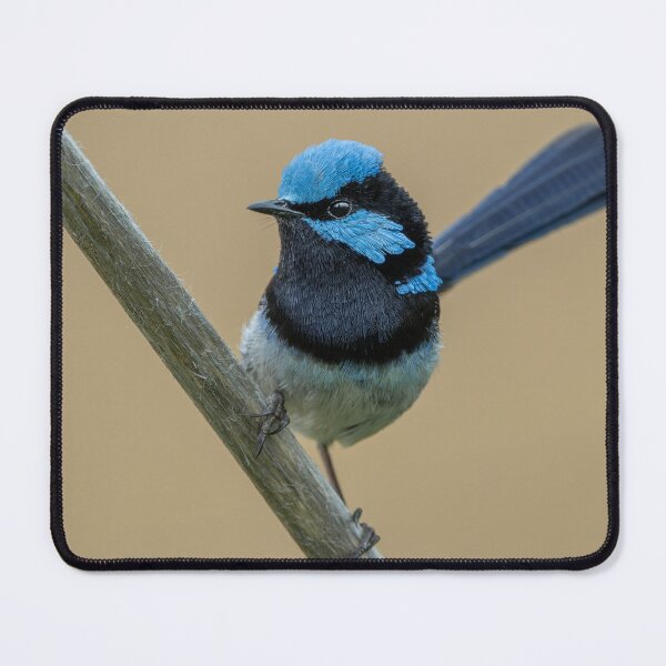 Item preview, Male Superb Fairywren designed and sold by Nick Vertsonis.