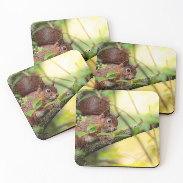 Item preview, Curious squirrel in golden light - nature photography designed and sold by P.J 's Wildframes.