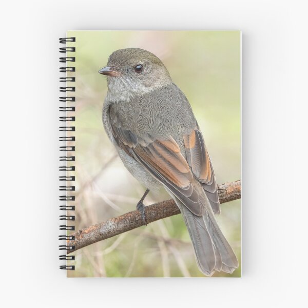 Item preview, Female Golden Whistler designed and sold by Nick Vertsonis.