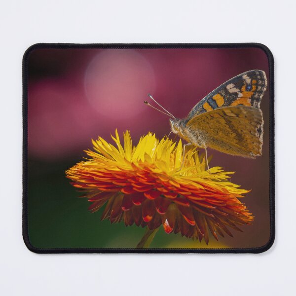 Item preview, Mariposa designed and sold by Nick Vertsonis.