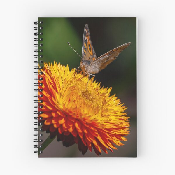Aperçu de l'œuvre Papillon créée et vendue par Nick Vertsonis.