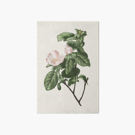 Vista previa del artículo con la obra «Ilustración botánica de membrillo», diseñado y vendido por CaillousArt.