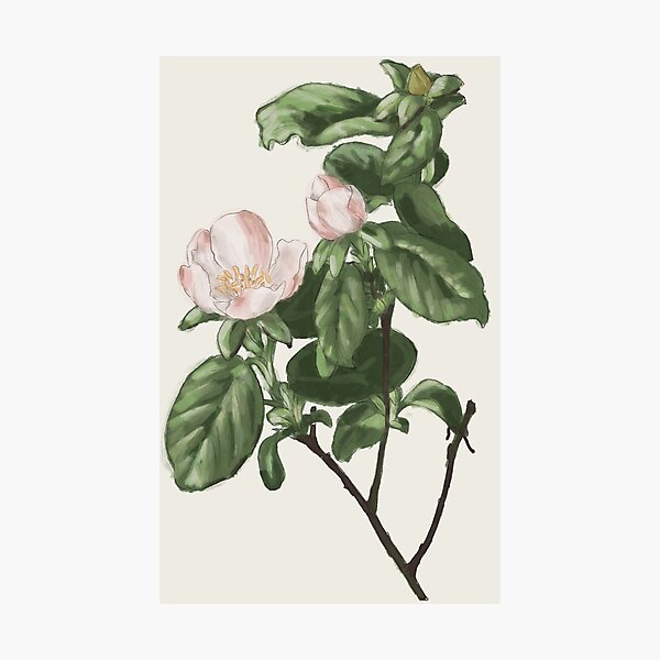 Aperçu de l'œuvre Illustration botanique cognassier créée et vendue par CaillousArt.
