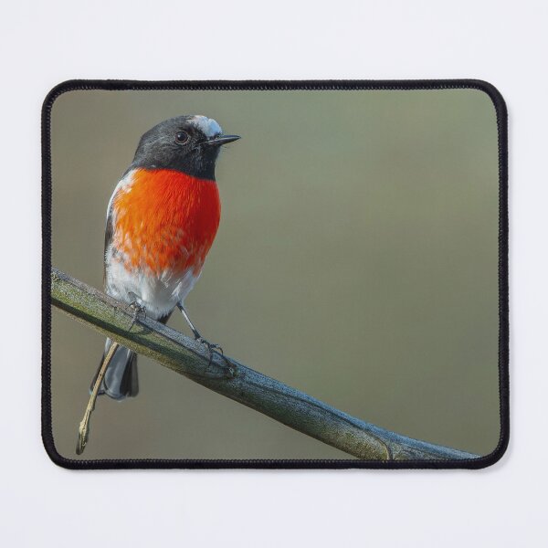 Item preview, Male Scarlet Robin designed and sold by Nick Vertsonis.