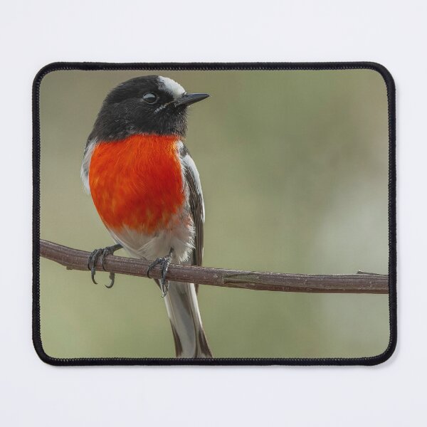 Item preview, Male Scarlet Robin designed and sold by Nick Vertsonis.