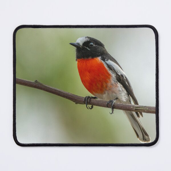 Item preview, Male Scarlet Robin designed and sold by Nick Vertsonis.