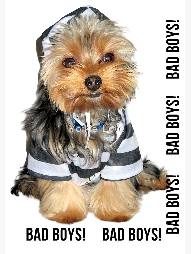 Cute Yorkie Dog in Jail Guard Bad Boys! Adorable