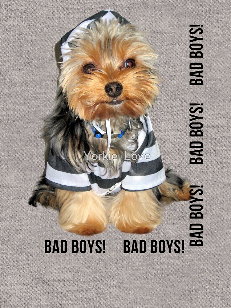 Cute Yorkie Dog in Jail Guard Bad Boys! Adorable