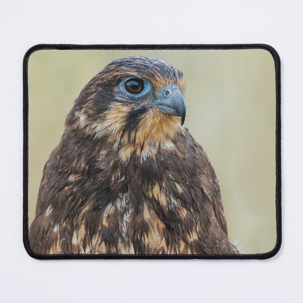 Item preview, Brown Falcon designed and sold by Nick Vertsonis.