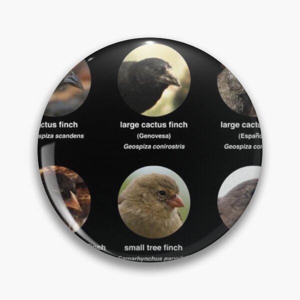 Item preview, Darwin finches (version 2) designed and sold by di-Vera-Rosati.