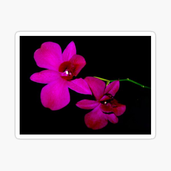 Striking Pink Orchid Close-Up Photograph Sticker