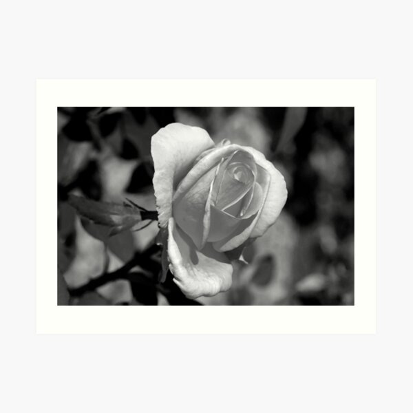 Rose in Black Art Print