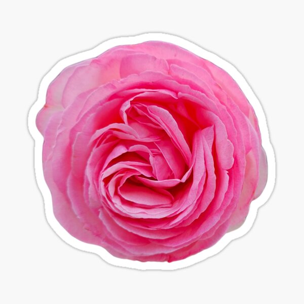Item preview, Rosa rosa n.° 7 sin fondo designed and sold by beckscre8ive.