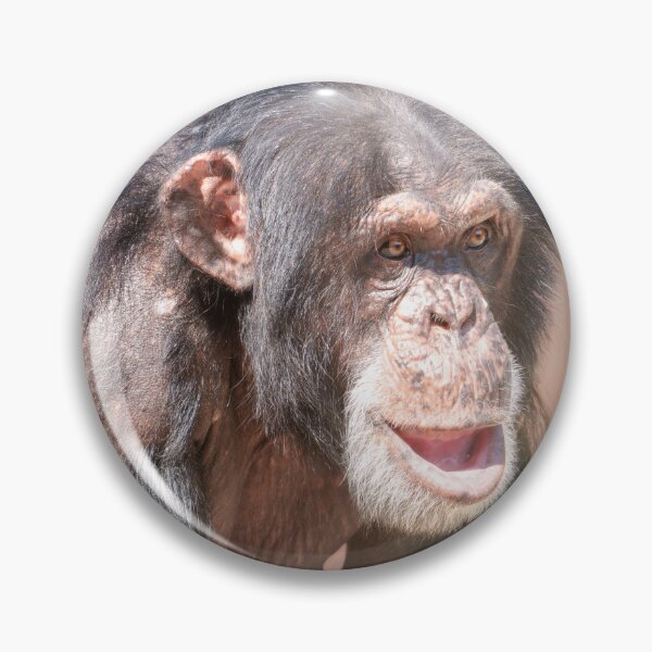 Item preview, Light and Stillness – Chimpanzee Stance designed and sold by rawshutterbug.