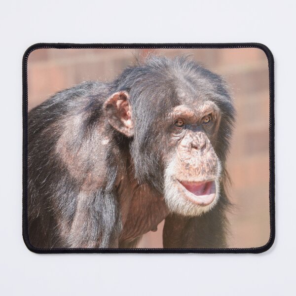 Item preview, Light and Stillness – Chimpanzee Stance designed and sold by rawshutterbug.