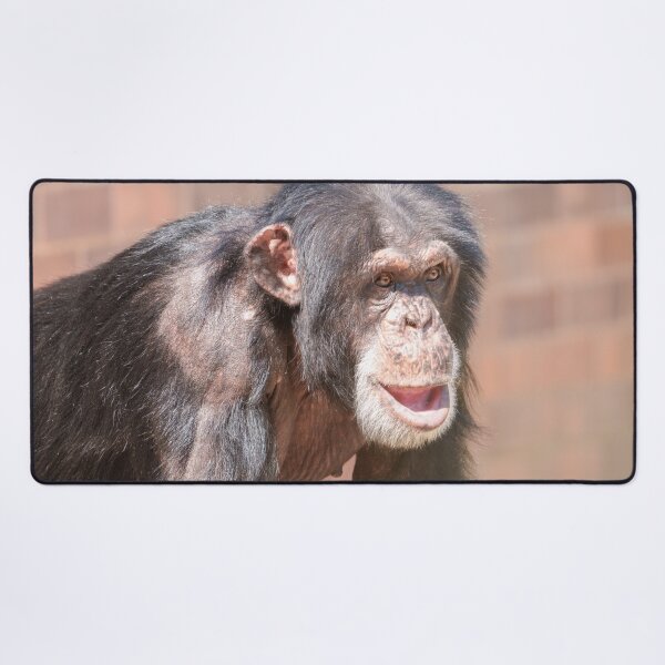 Item preview, Light and Stillness – Chimpanzee Stance designed and sold by rawshutterbug.