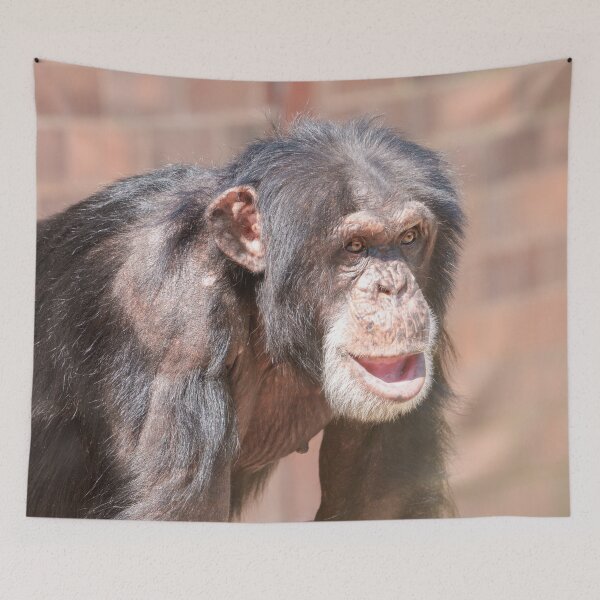 Item preview, Light and Stillness – Chimpanzee Stance designed and sold by rawshutterbug.