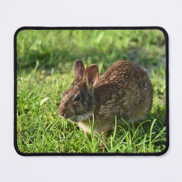 Item preview, Cottontail Rabbit  designed and sold by MercerImages.
