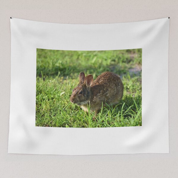 Item preview, Cottontail Rabbit  designed and sold by MercerImages.