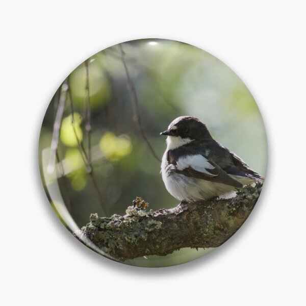Item preview, When the summer comes. European pied flycatcher designed and sold by Jouko Lehto Photography.