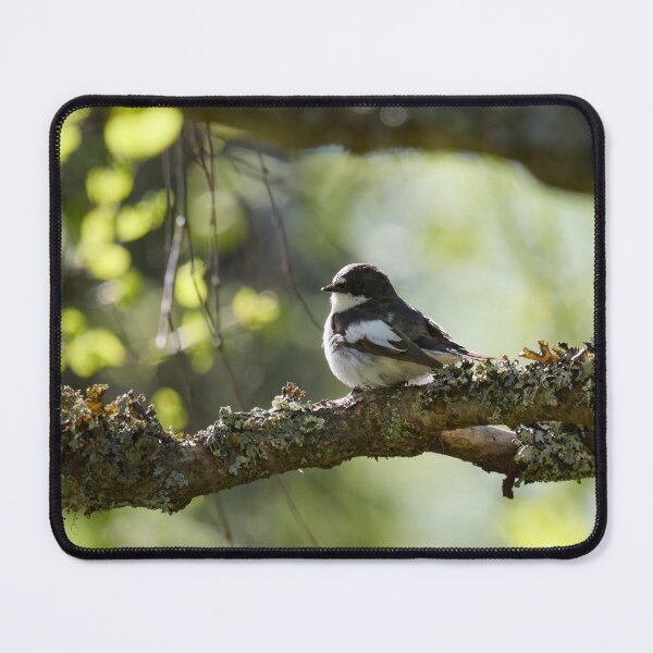 Item preview, When the summer comes. European pied flycatcher designed and sold by Jouko Lehto Photography.