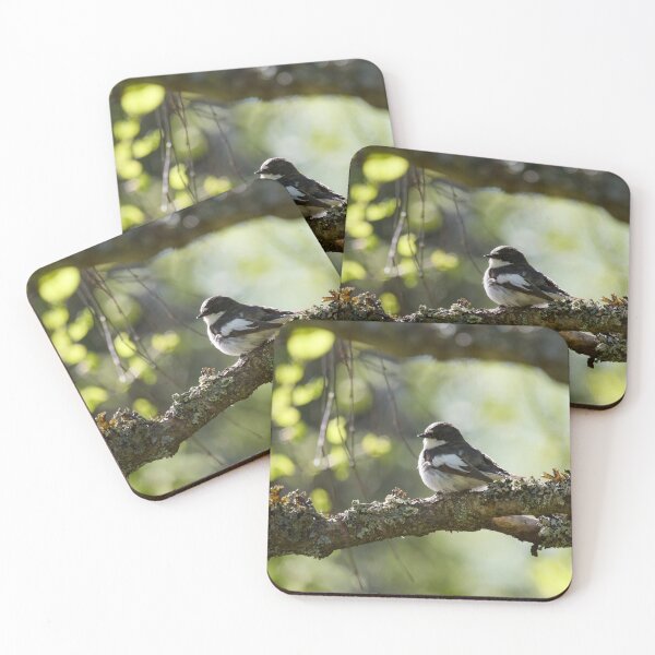 Item preview, When the summer comes. European pied flycatcher designed and sold by Jouko Lehto Photography.