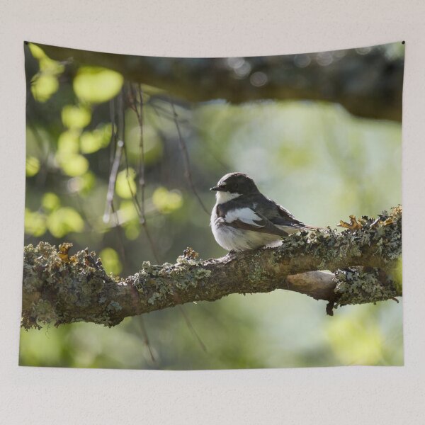 Item preview, When the summer comes. European pied flycatcher designed and sold by Jouko Lehto Photography.