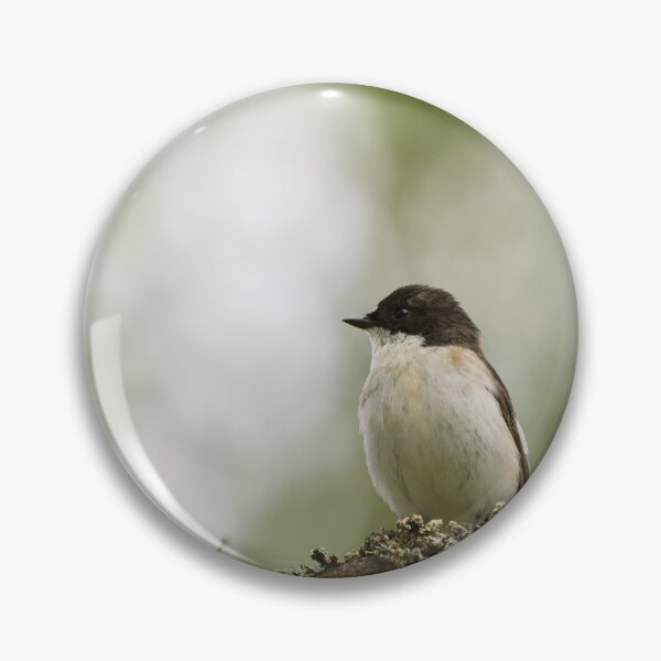 Item preview, Whatchplace. European pied flycatcher designed and sold by Jouko Lehto Photography.