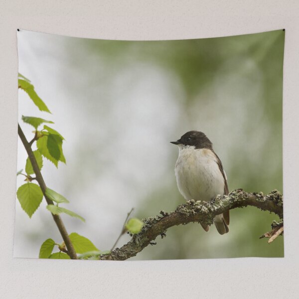 Item preview, Whatchplace. European pied flycatcher designed and sold by Jouko Lehto Photography.