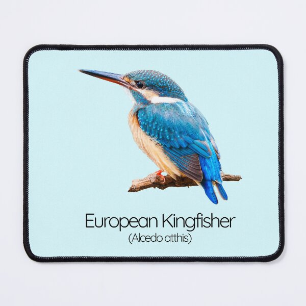Item preview, European Kingfisher – The Sapphire Bullet of the Rivers designed and sold by The Digital Compass.