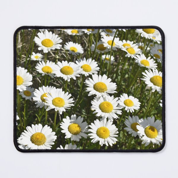 Item preview, Daisies designed and sold by Kathleen Brant.