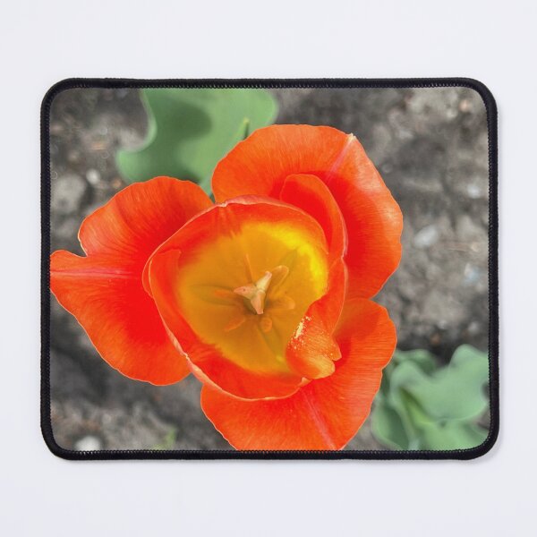 Item preview, Tulip Season designed and sold by Lana Magnolia.