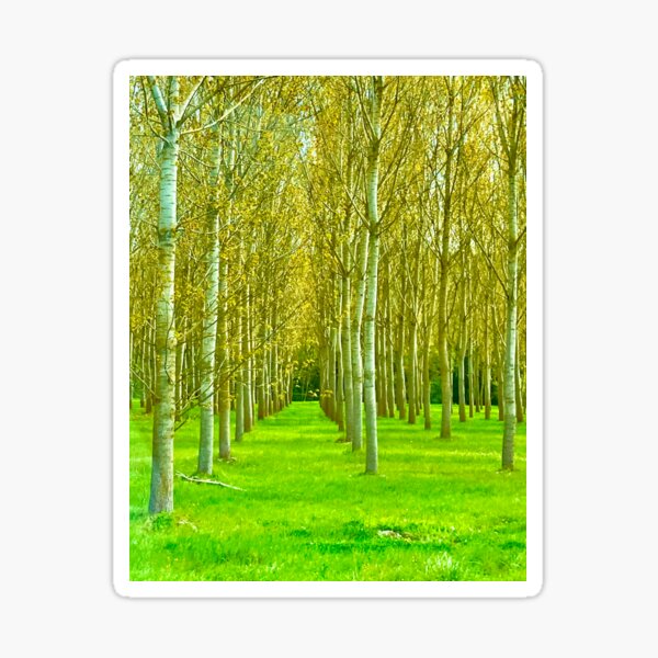 Golden Birch Tree Avenue in Spring Photograph Sticker
