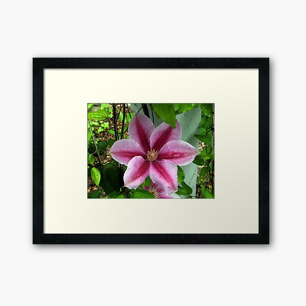 Fireworks Clematis Framed Art Print