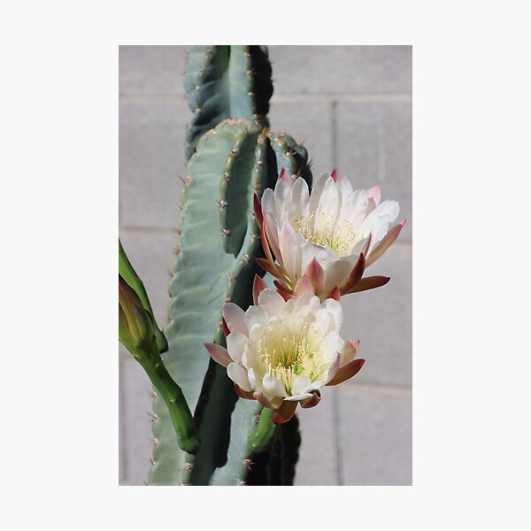 Item preview, Night Blooming Cactus  designed and sold by Tom Janca.