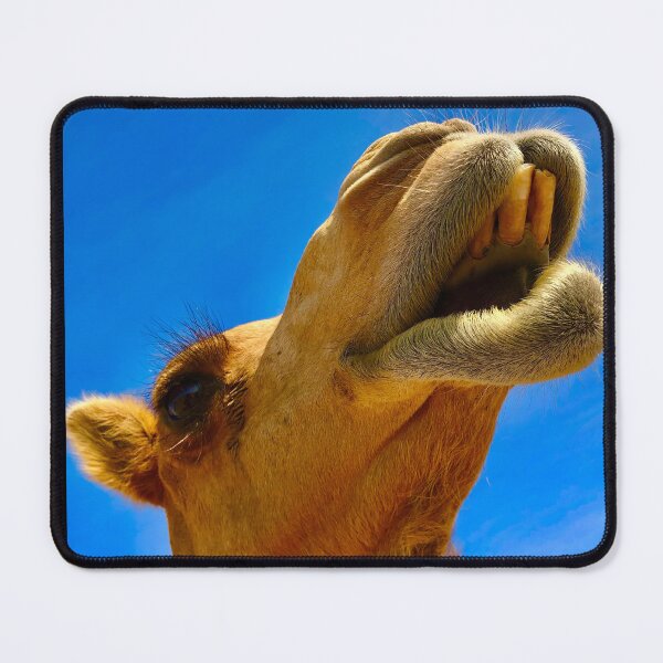 Item preview, Expressive Camel Face with Buck Teeth Against Blue Sky Photograph designed and sold by KCMagrath.