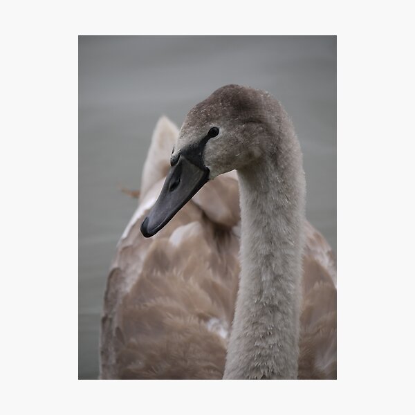 Item preview, Portrait of a Gosling designed and sold by Larry Davis.