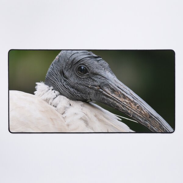 Item preview, Australian White Ibis designed and sold by andrewbensch.