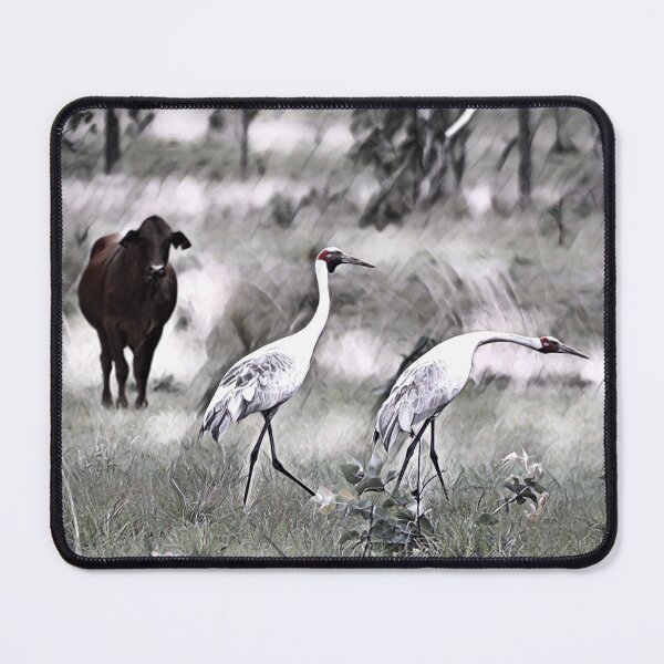 Item preview, Australian BROLGA, WALL ART, BIRDLIFE designed and sold by Barbara Jean Photo Art And Design.