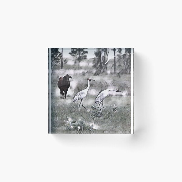 Item preview, Australian BROLGA, WALL ART, BIRDLIFE designed and sold by Barbara Jean Photo Art And Design.
