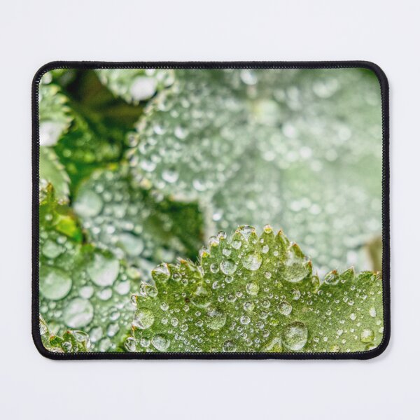 Item preview, Dew Covered Leaves designed and sold by jalfc46.