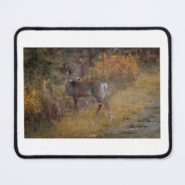 Item preview, White-tailed deer designed and sold by Julie Laferrière.